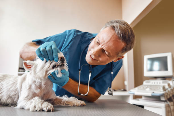 Best Emergency Dentist for Lost Fillings or Crowns in Franklinville, NJ